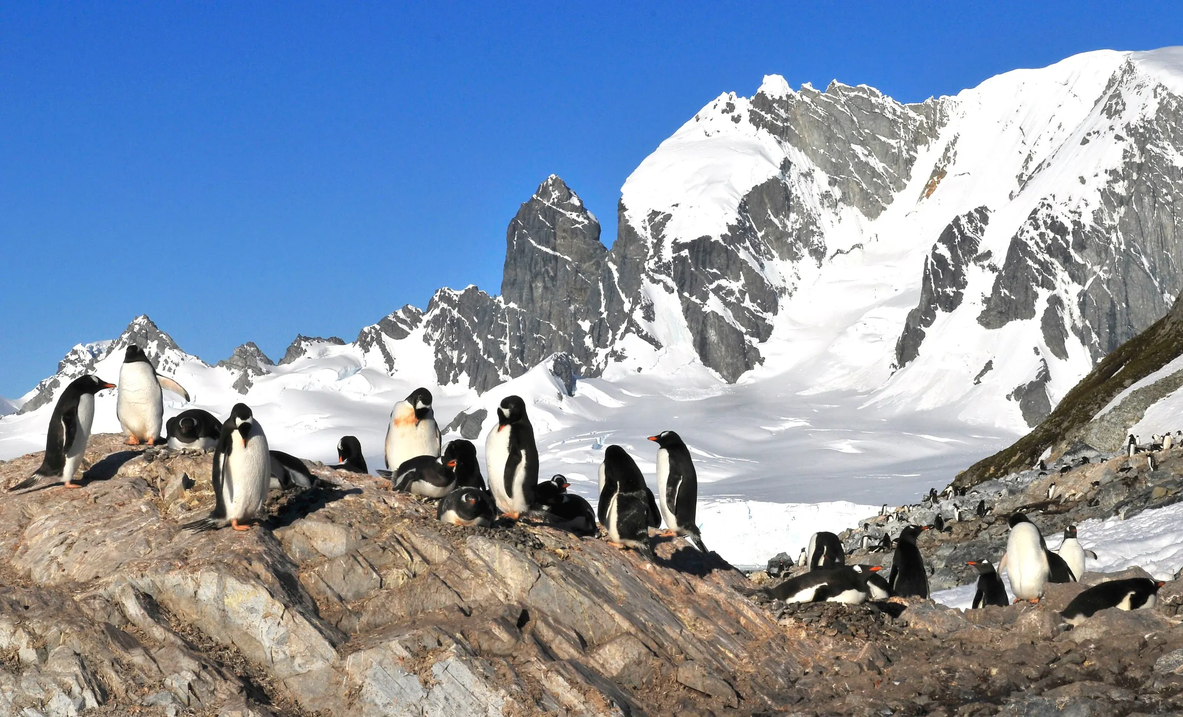 Gentoo penguins gather on a rocky ridge at Cuverville Island with steep snowy mountains behind.