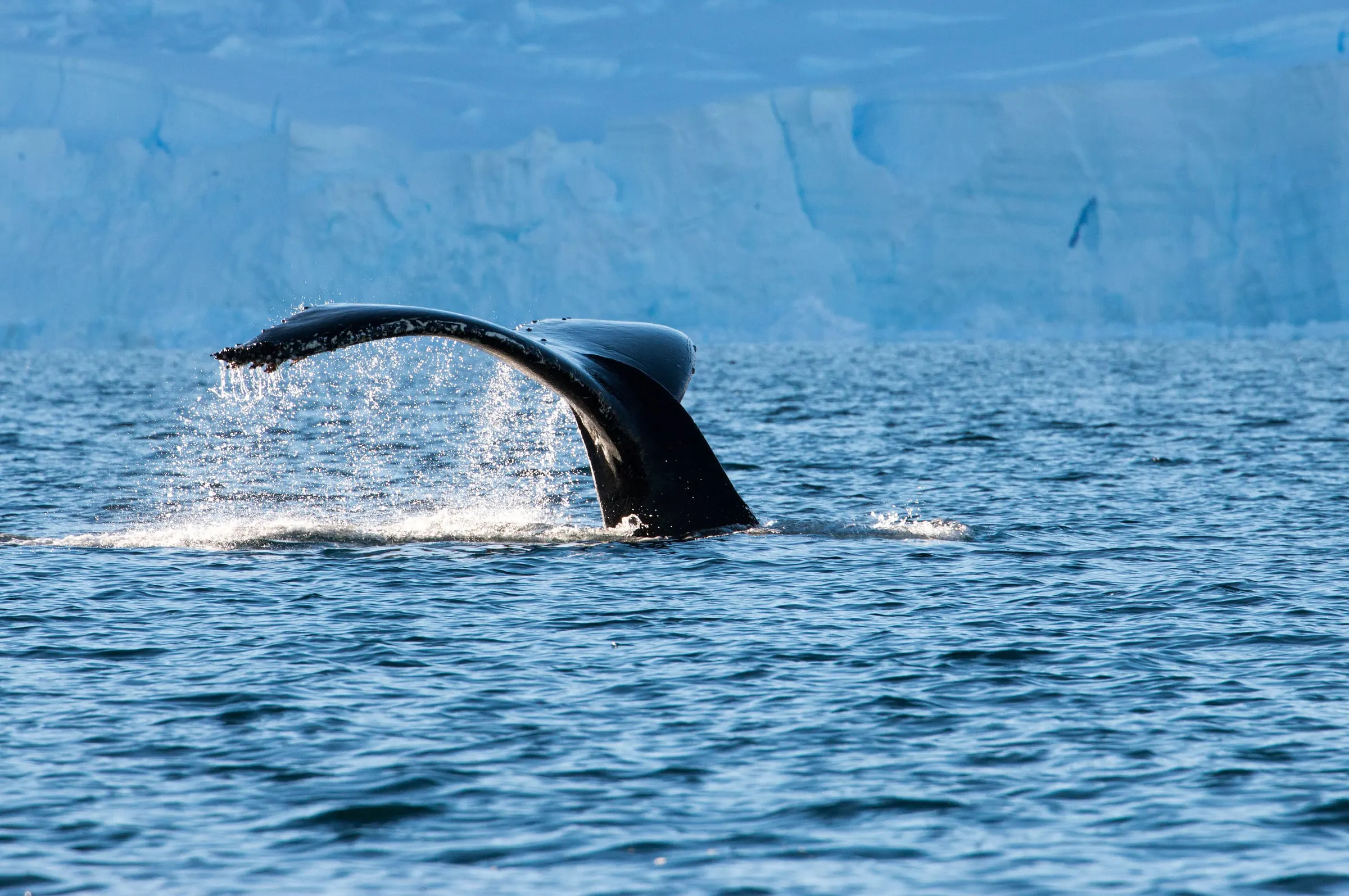 A humpback whale raises its tail fluke in Wilhelmina Bay in front of a pale blue glacier wall.