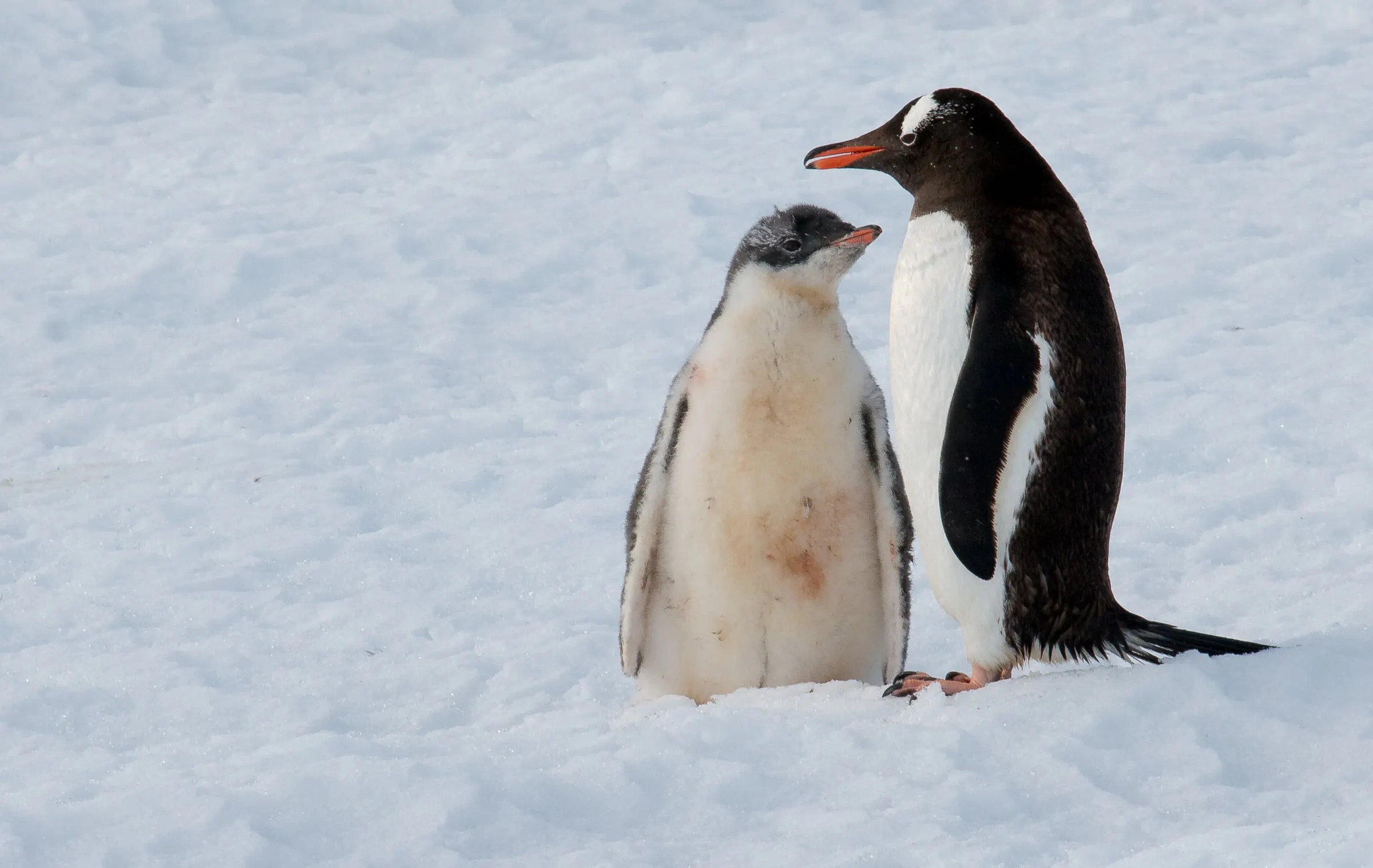 A gentoo penguin adult stands beside its fluffy chick on bright snow at Neko Harbour.