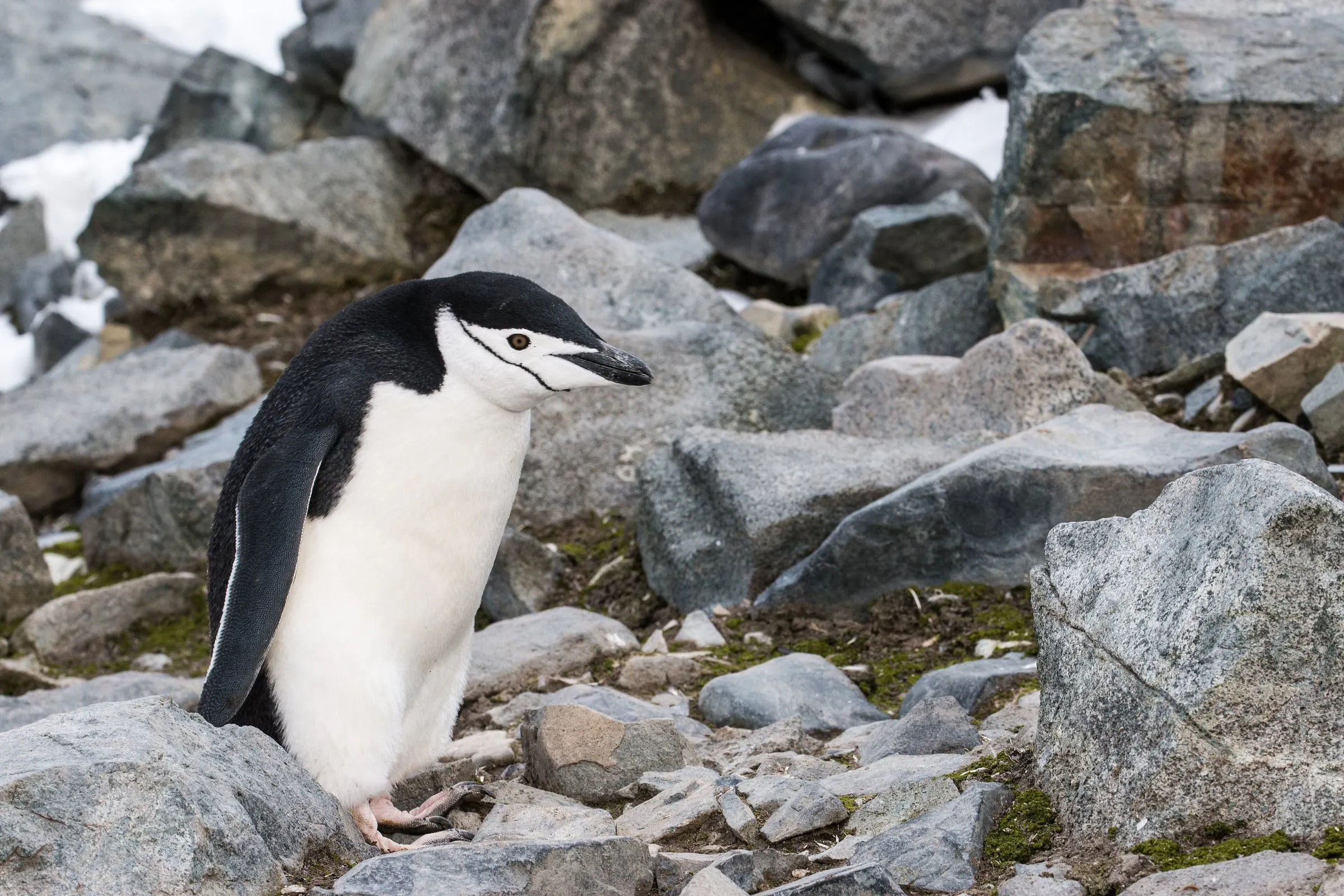 A chinstrap penguin stands among grey boulders on Half Moon Island.