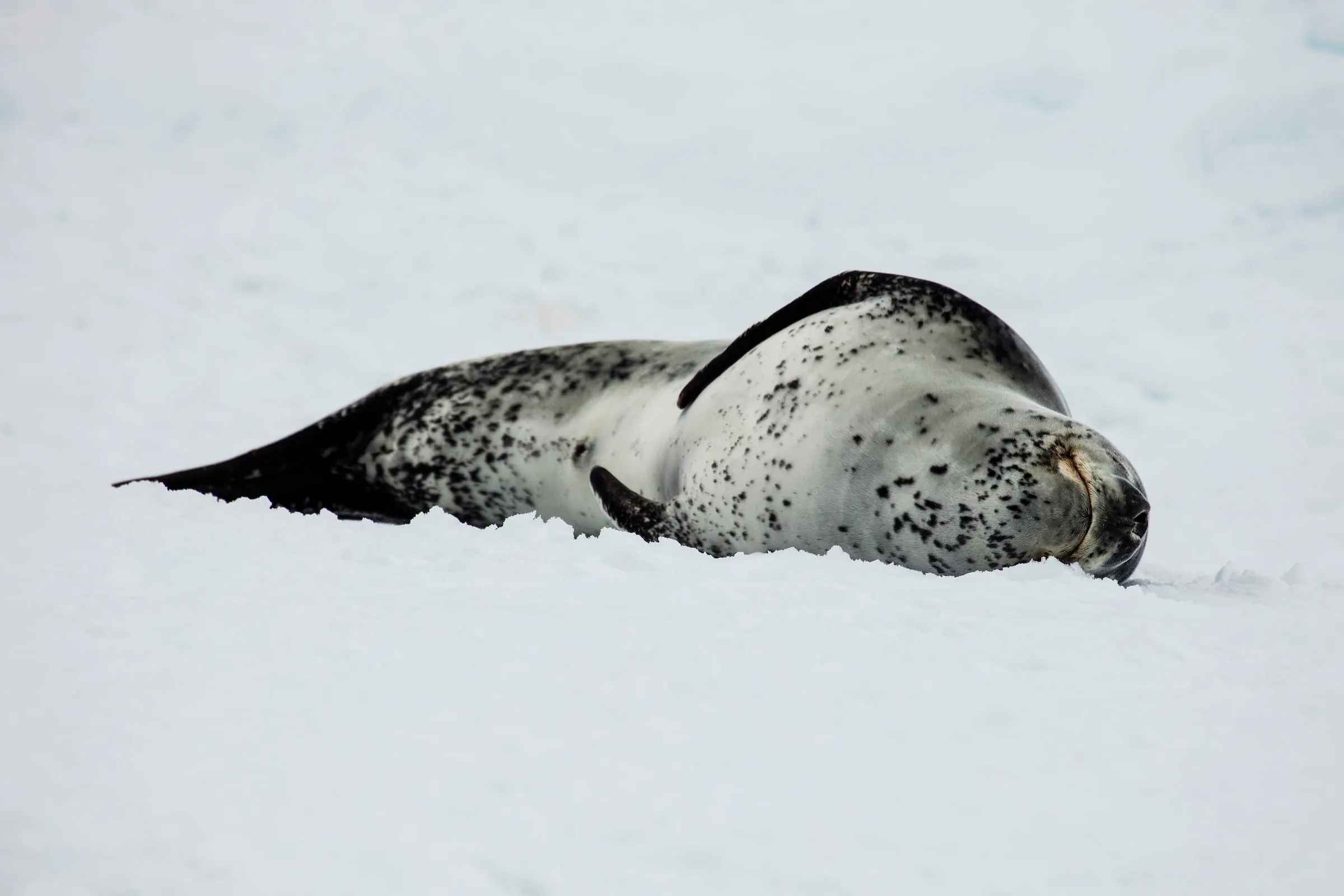 A spotted leopard seal rests on a snow-covered ice floe.