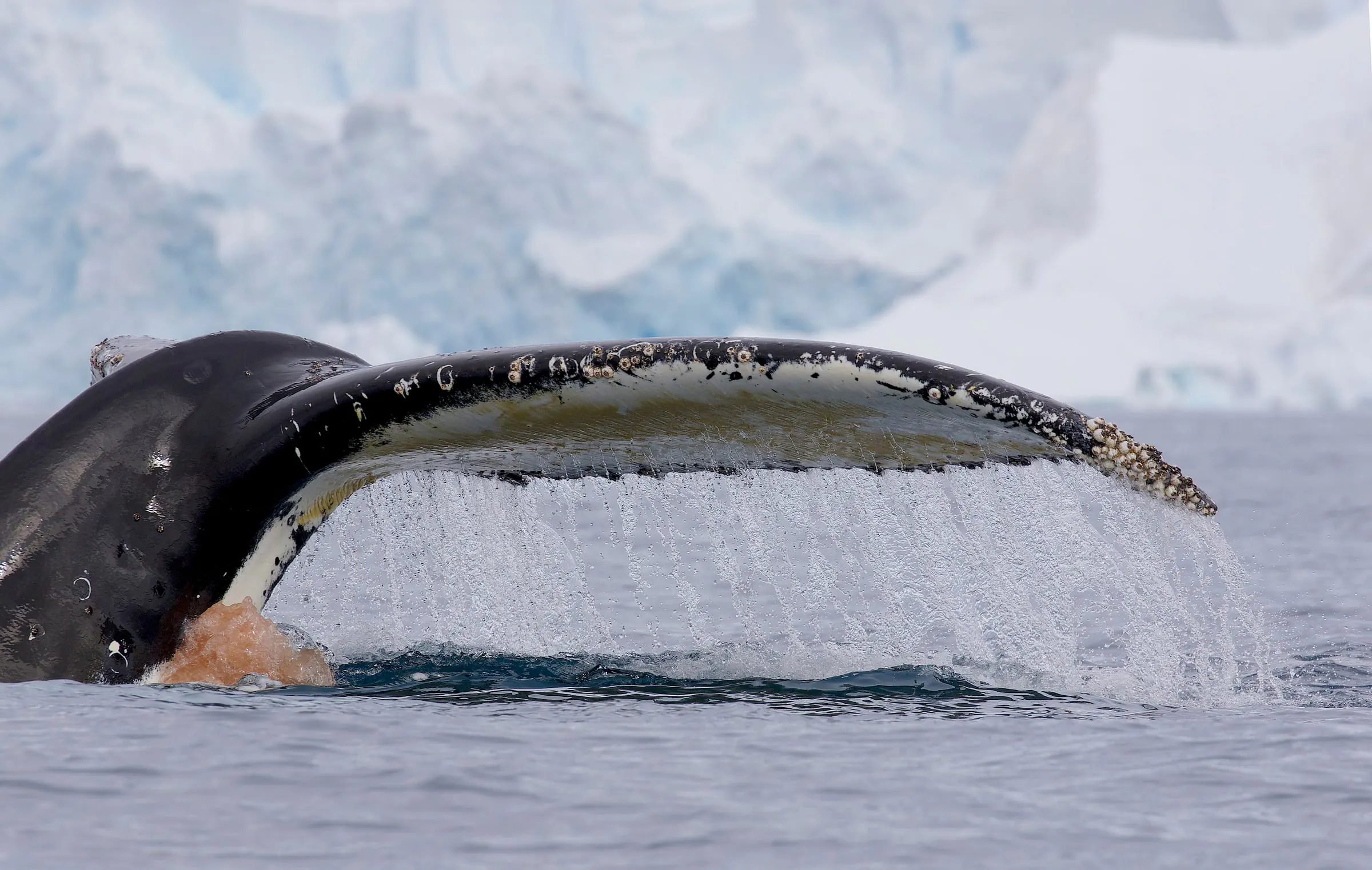 Water streams from the fluke of a diving humpback whale in front of pale glacier ice.