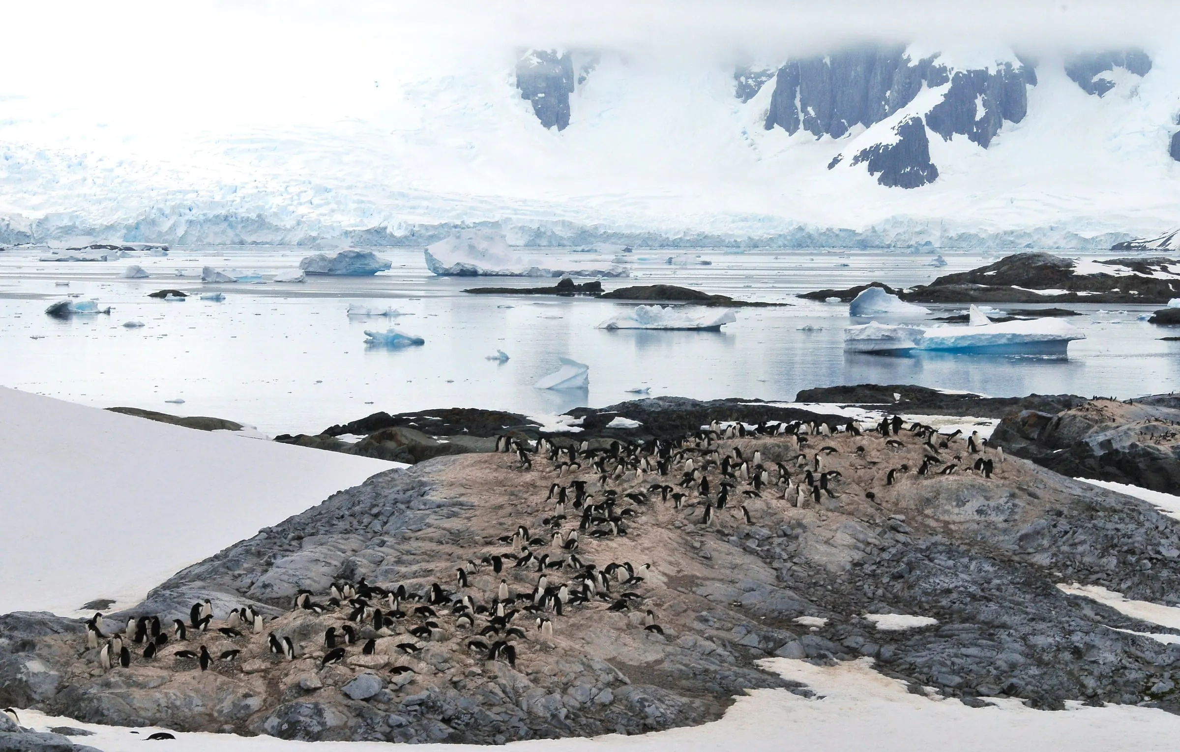 An Adélie penguin colony covers a rocky islet in the Yalour Islands with floating ice and a glacier in the background.